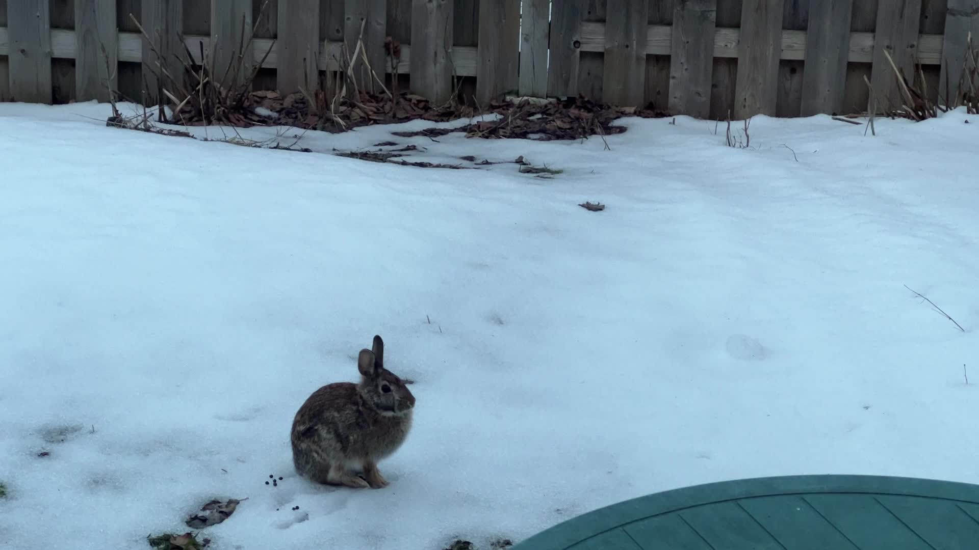First day of the Spring season in Toronto
