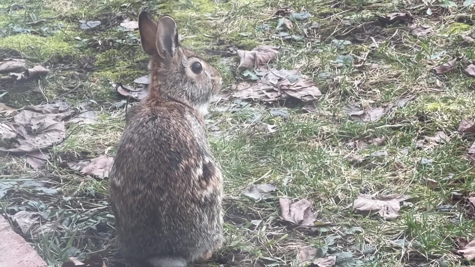 First day of the Spring season in Toronto