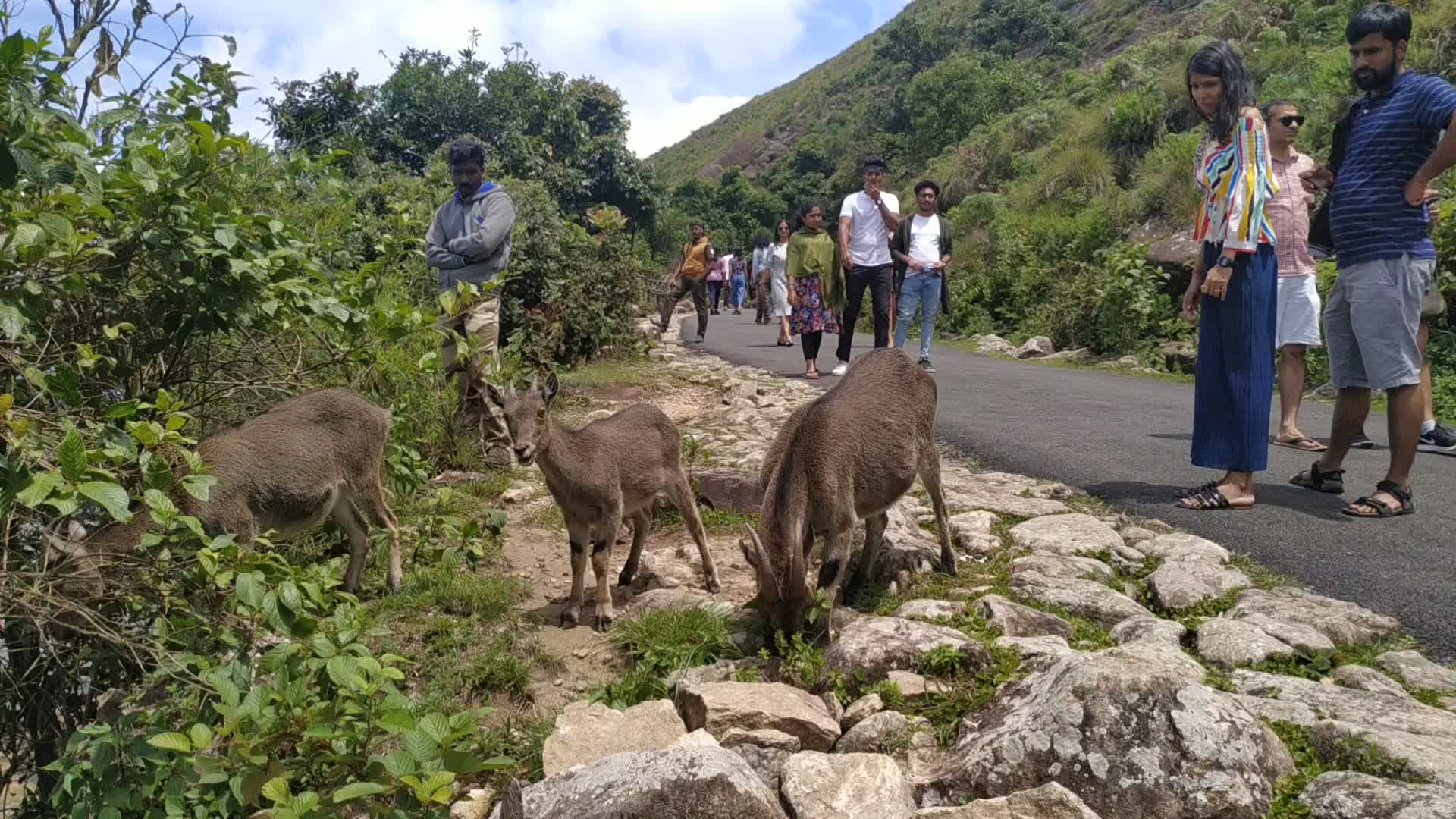 Tourists getting pictures of Nilgiri Tahr goats at Eravikulam National Park