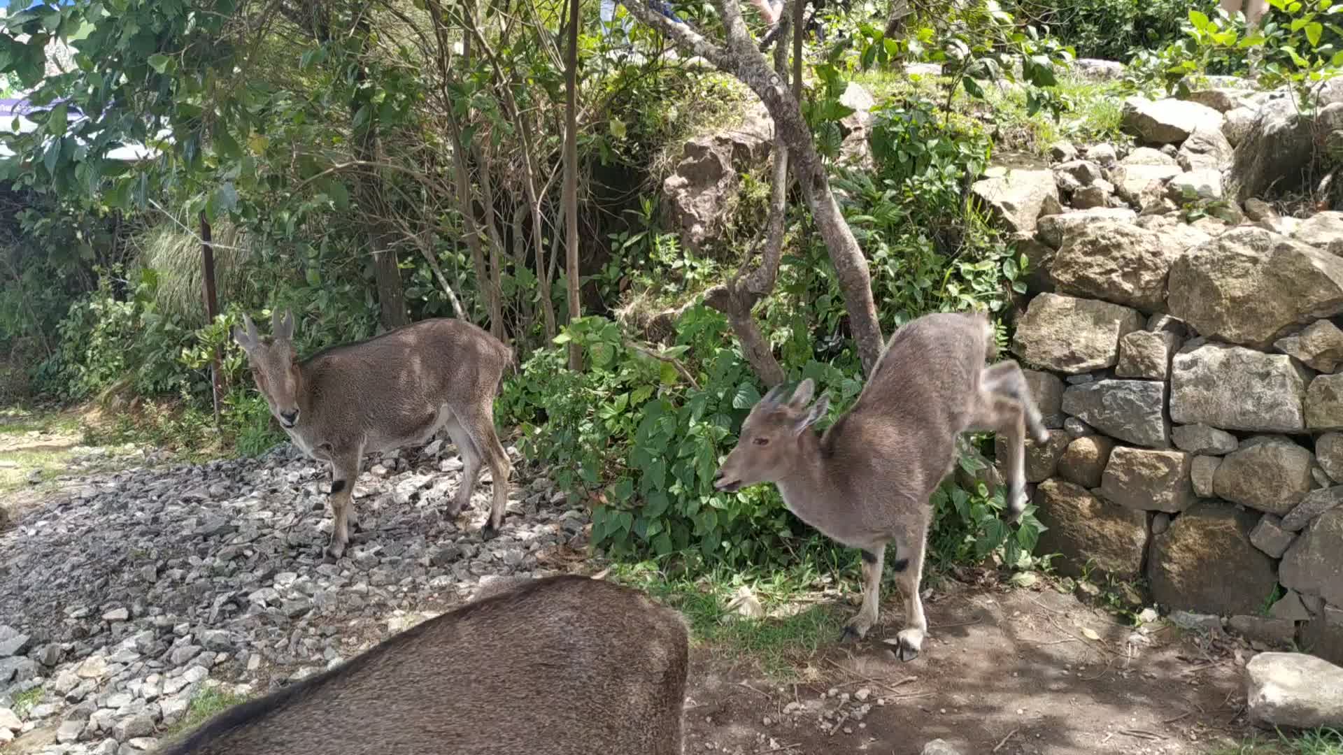 Tourists getting pictures of Nilgiri Tahr goats at Eravikulam National Park