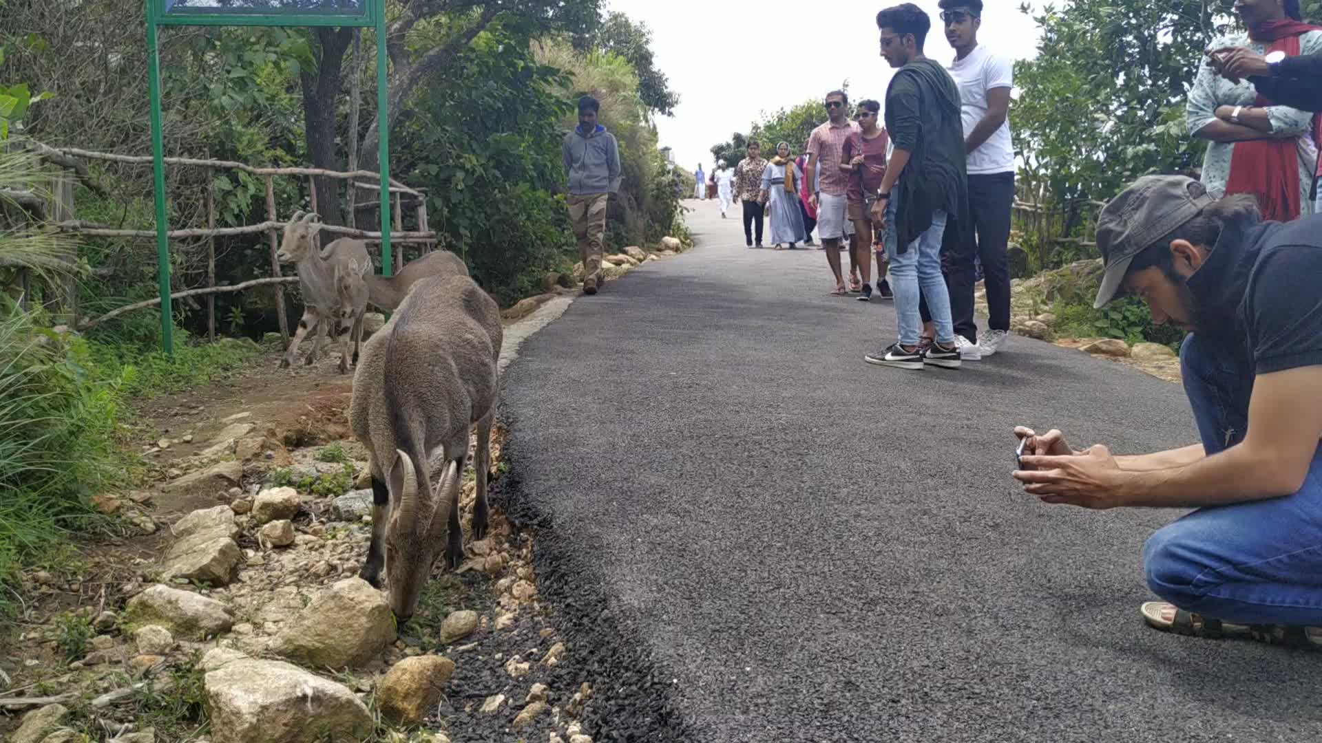 Tourists getting pictures of Nilgiri Tahr goats at Eravikulam National Park