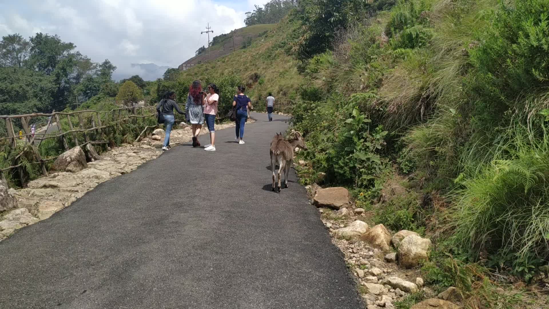 Tourists getting pictures of Nilgiri Tahr goats at Eravikulam National Park