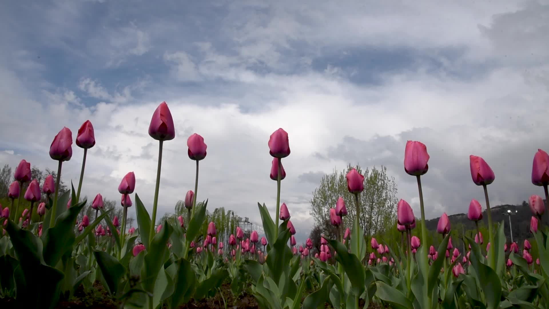 Tulip Garden in Bloom after rains in Srinagar.