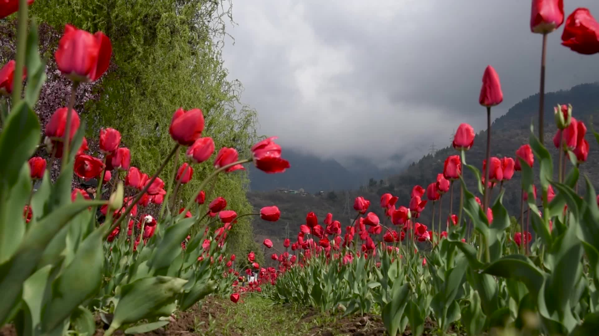 Tulip Garden in Bloom after rains in Srinagar.