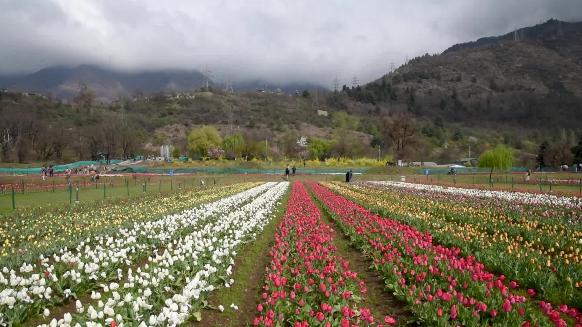 Tulip Garden in Bloom after rains in Srinagar.