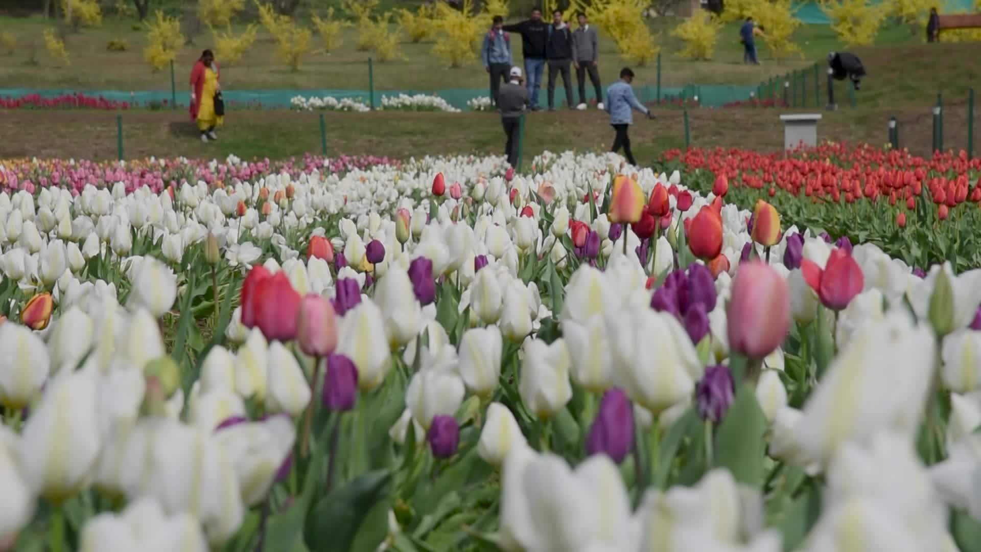 Tulip Garden in Bloom after rains in Srinagar.