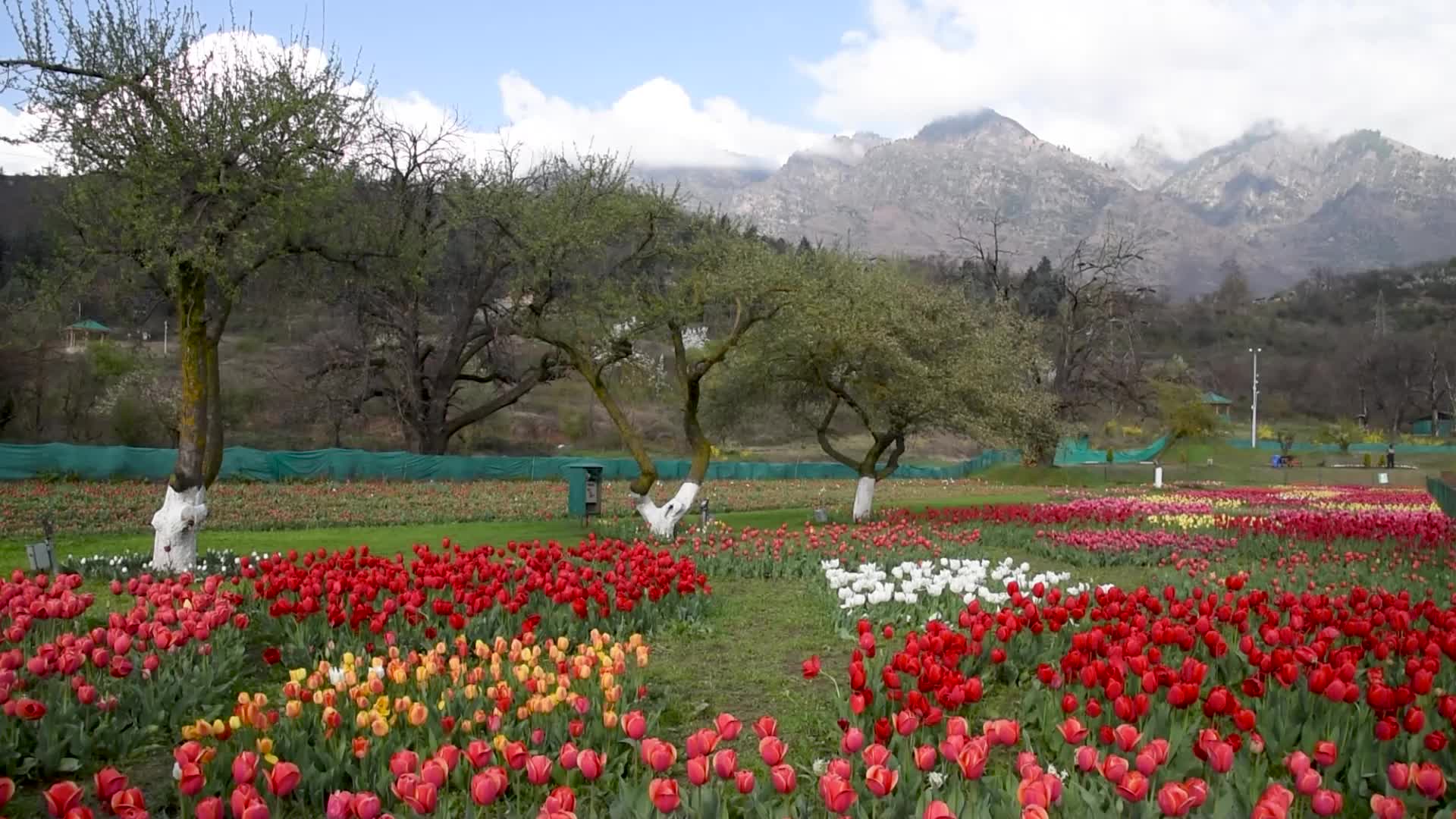 Tulip Garden in Bloom after rains in Srinagar.