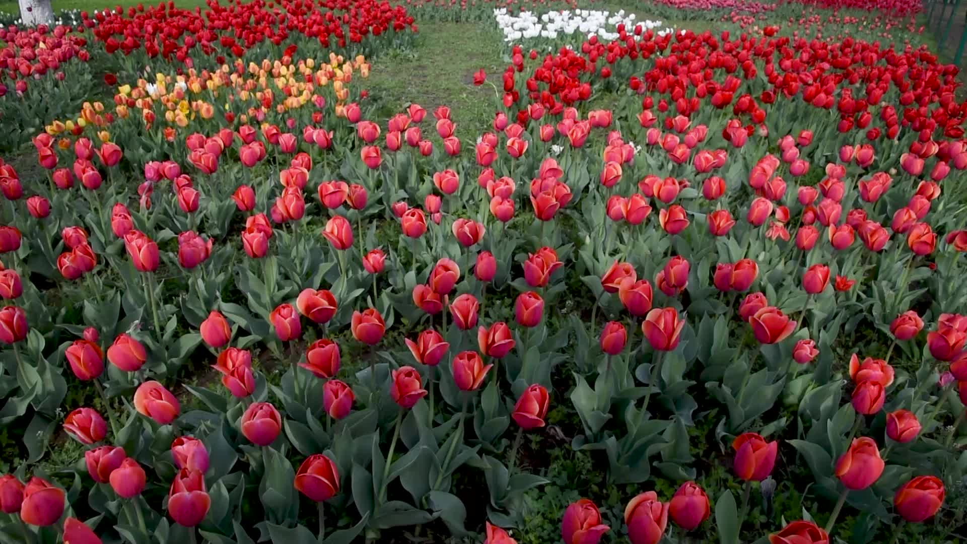 Tulip Garden in Bloom after rains in Srinagar.