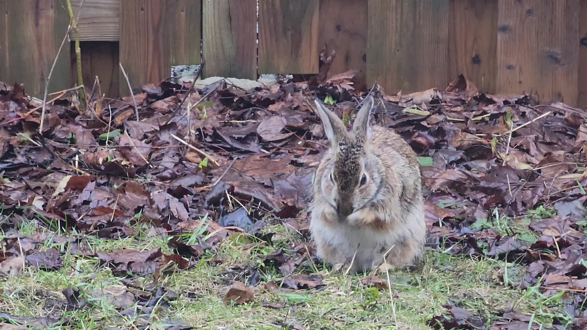 Wild rabbit 