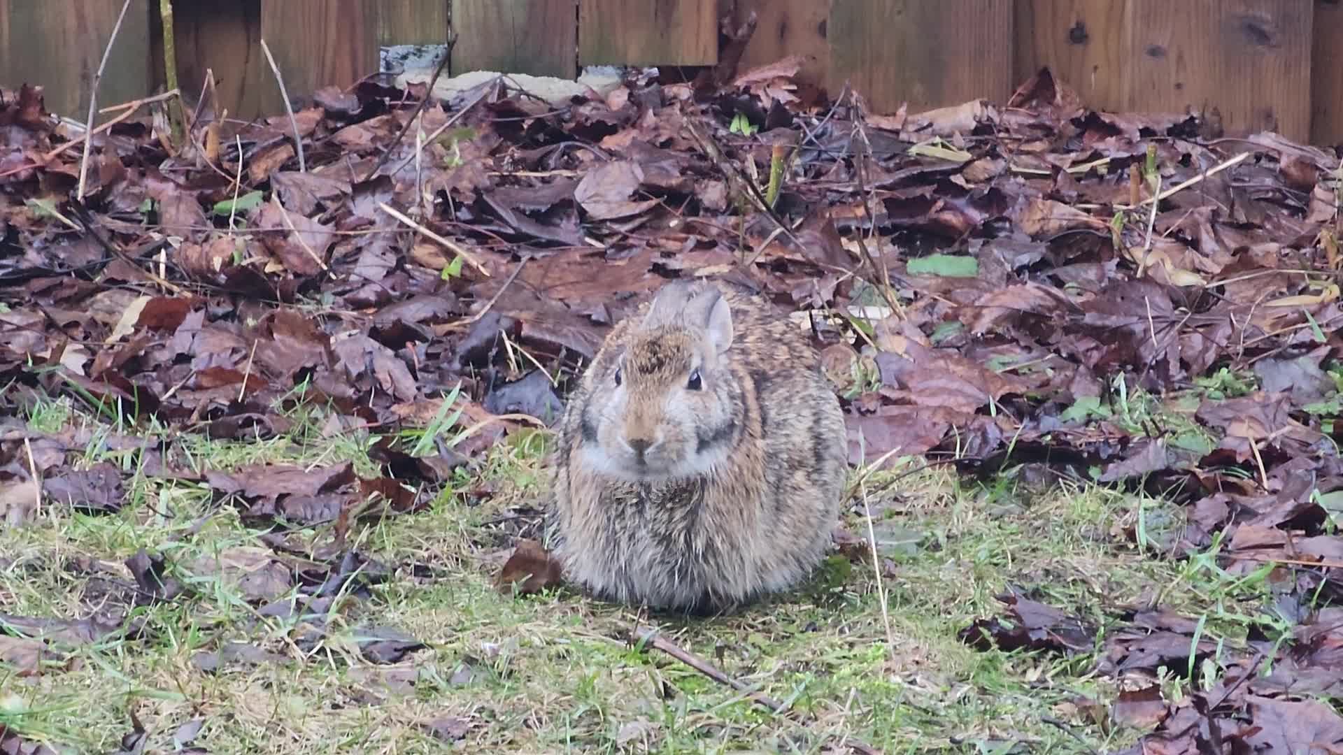 Wild rabbit 