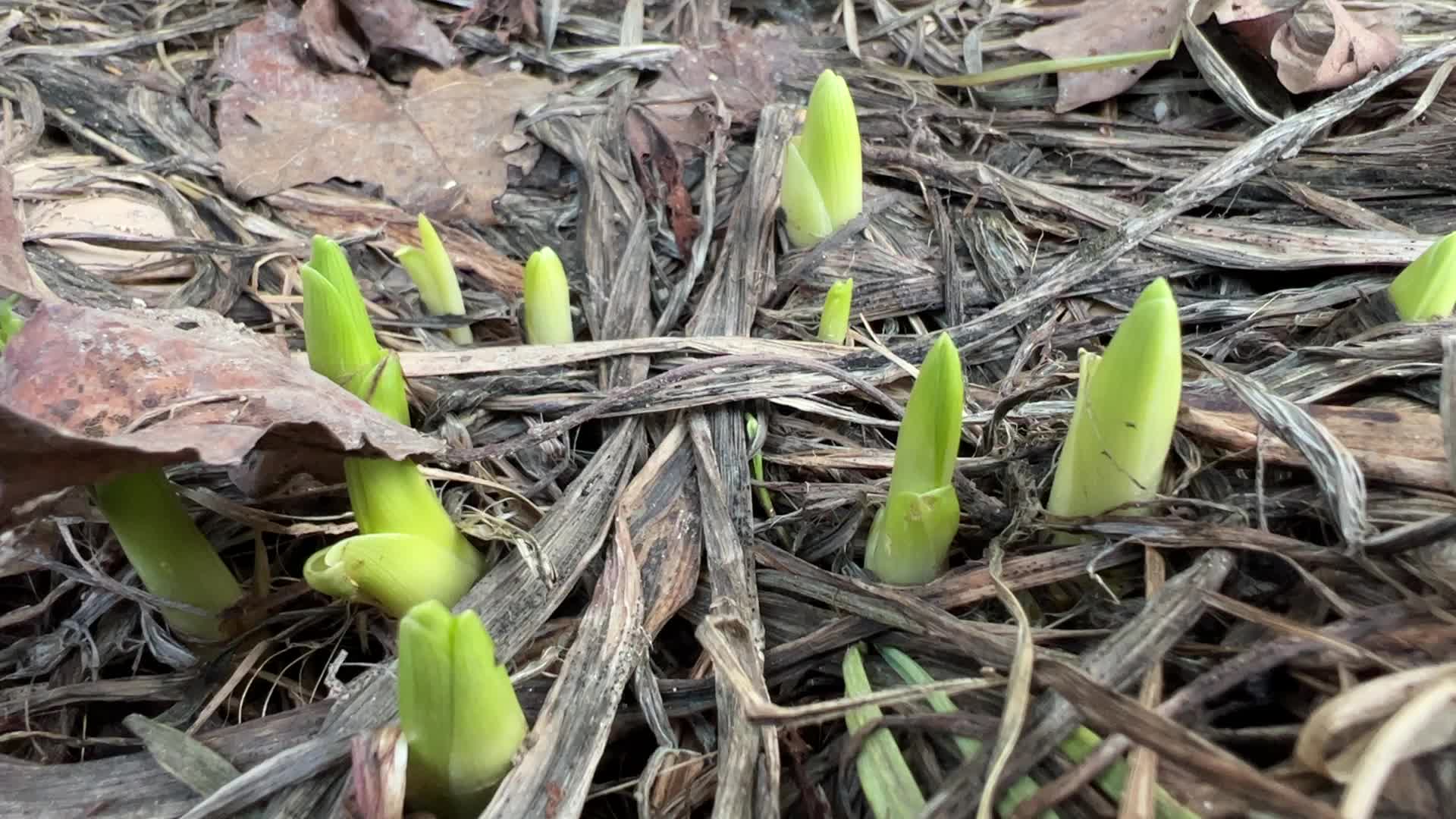 Spring season in Toronto, Canada