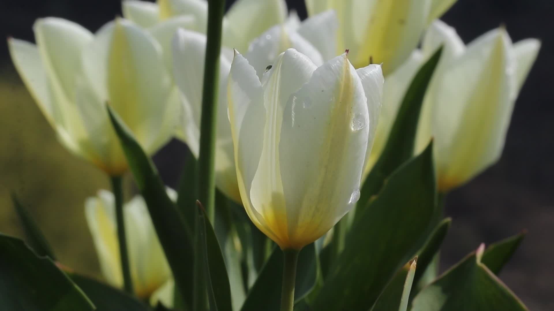 Tulip Garden Opened in Kashmir