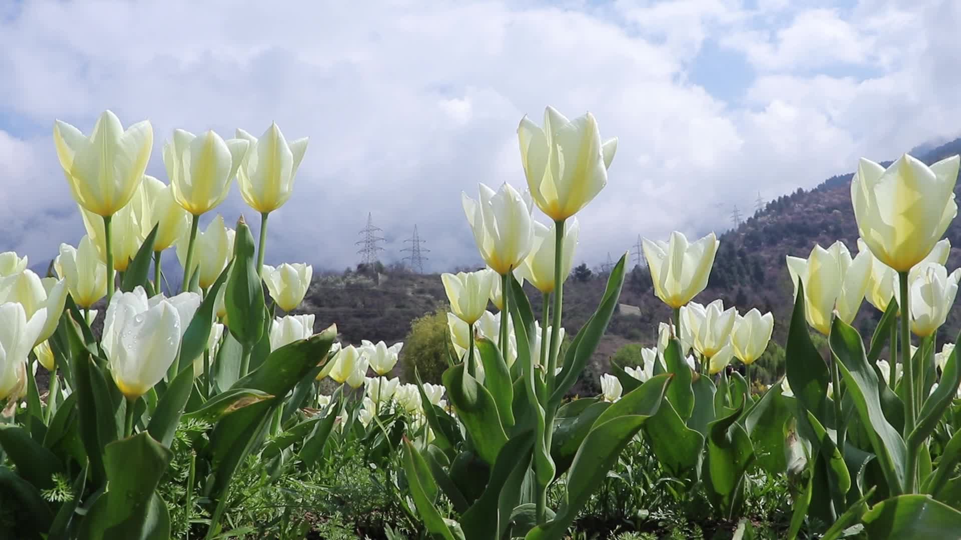 Tulip Garden Opened in Kashmir
