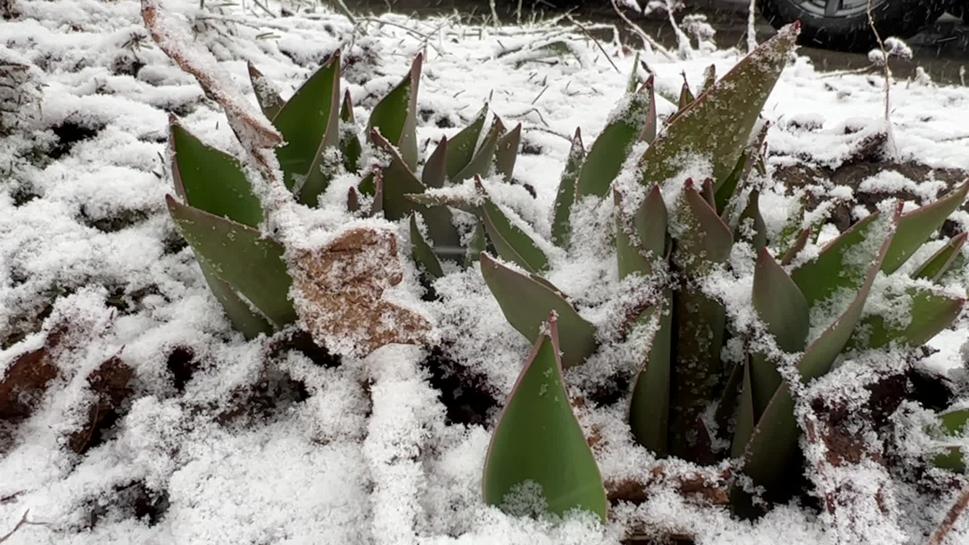 Spring season snowstorm in Toronto