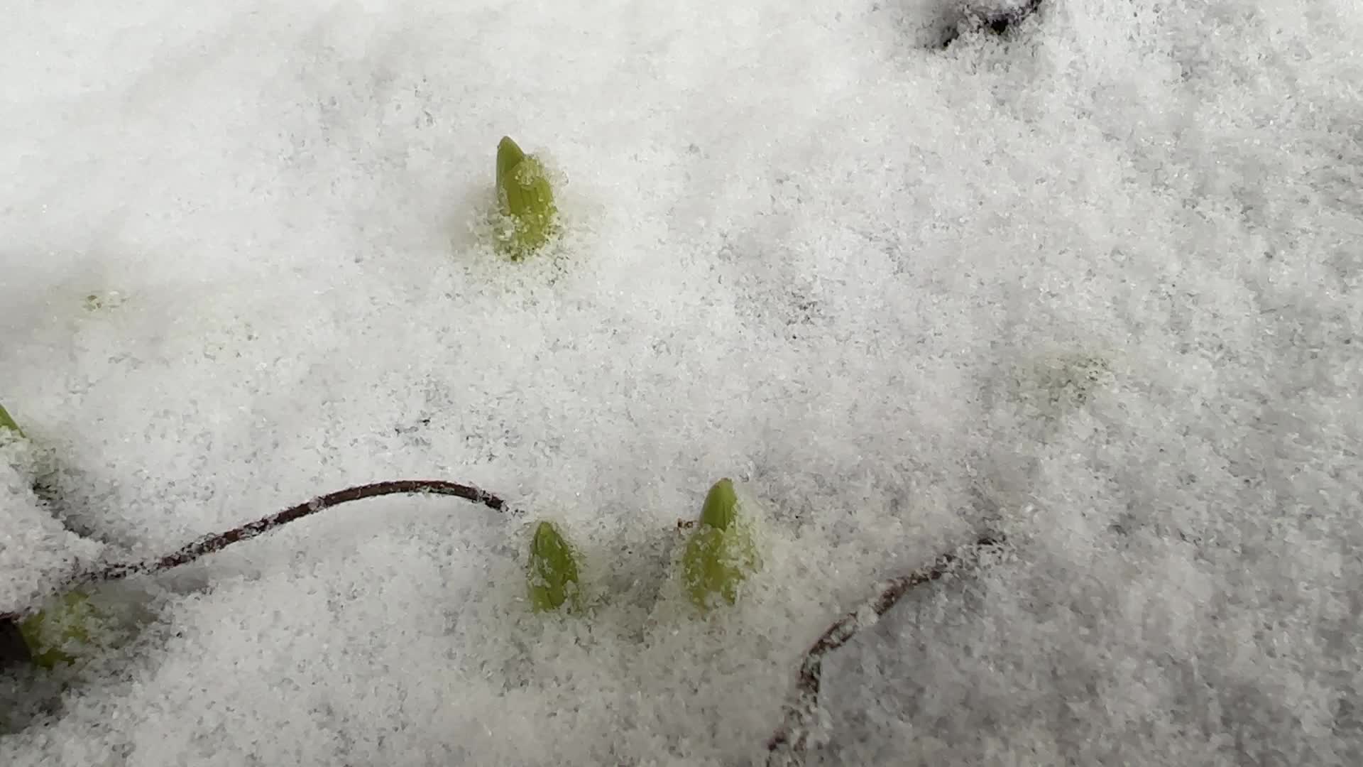 Spring season snowstorm in Toronto