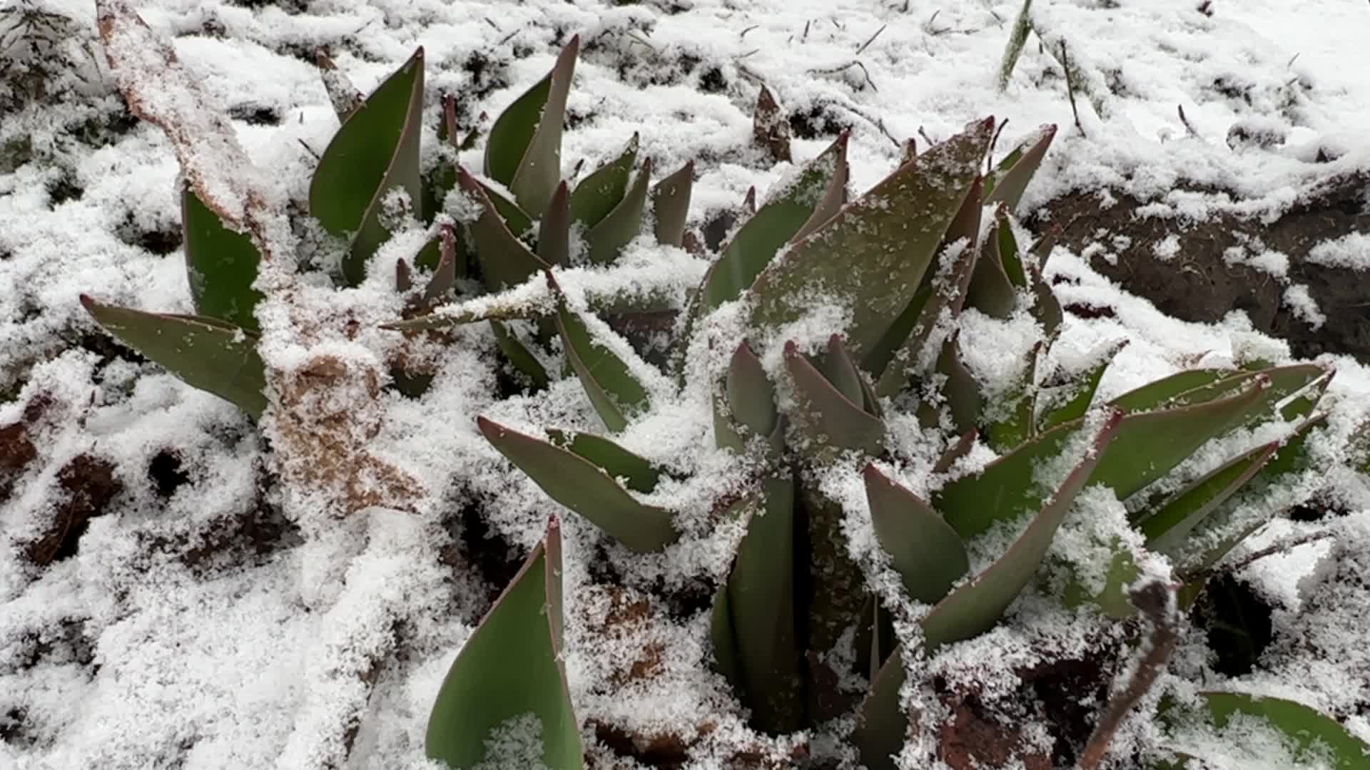 Spring season snowstorm in Toronto