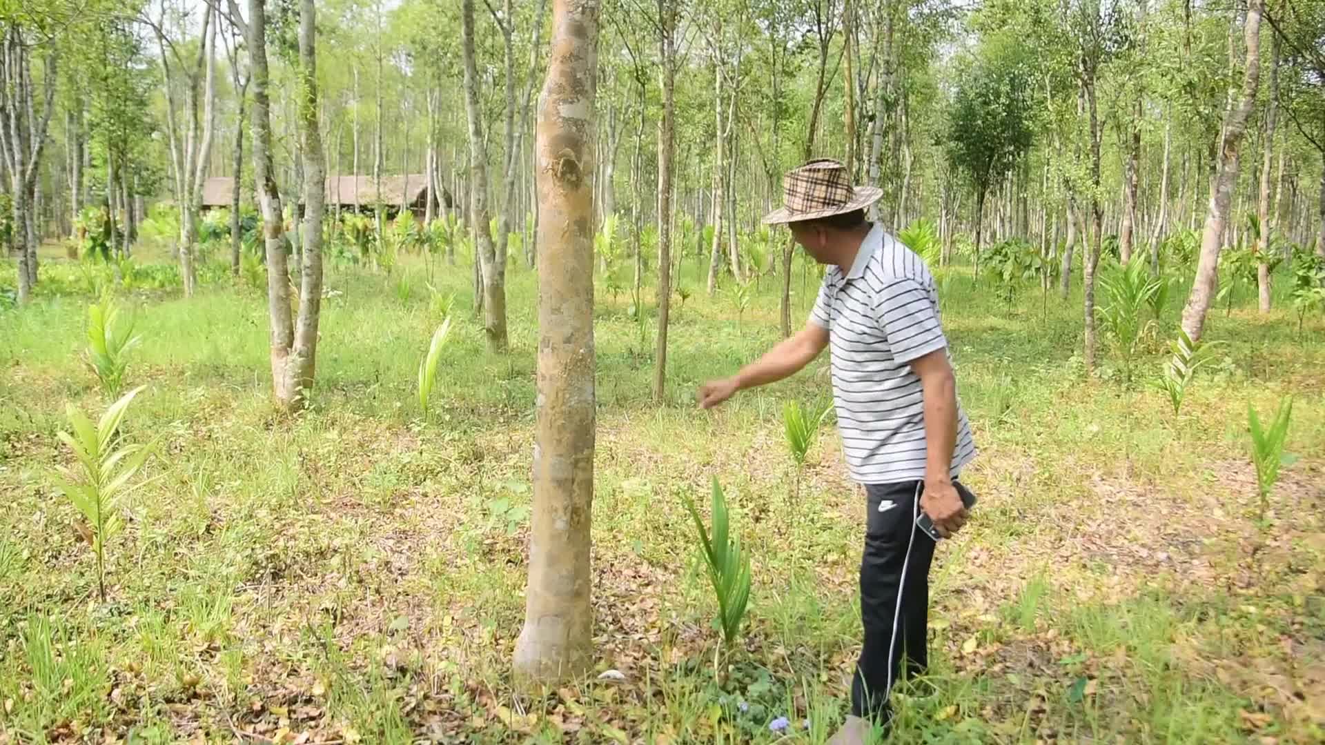 Agarwood Farming in India