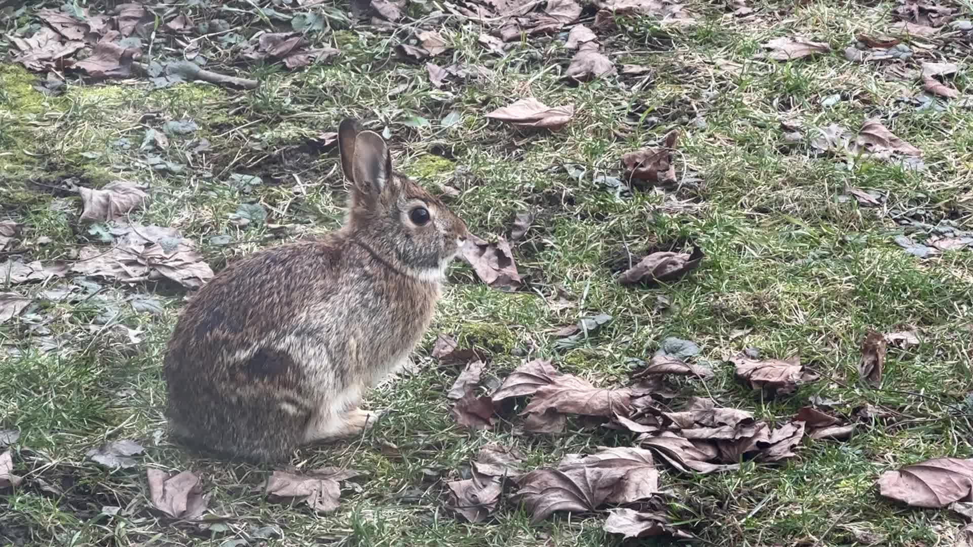 Daily life in Toronto