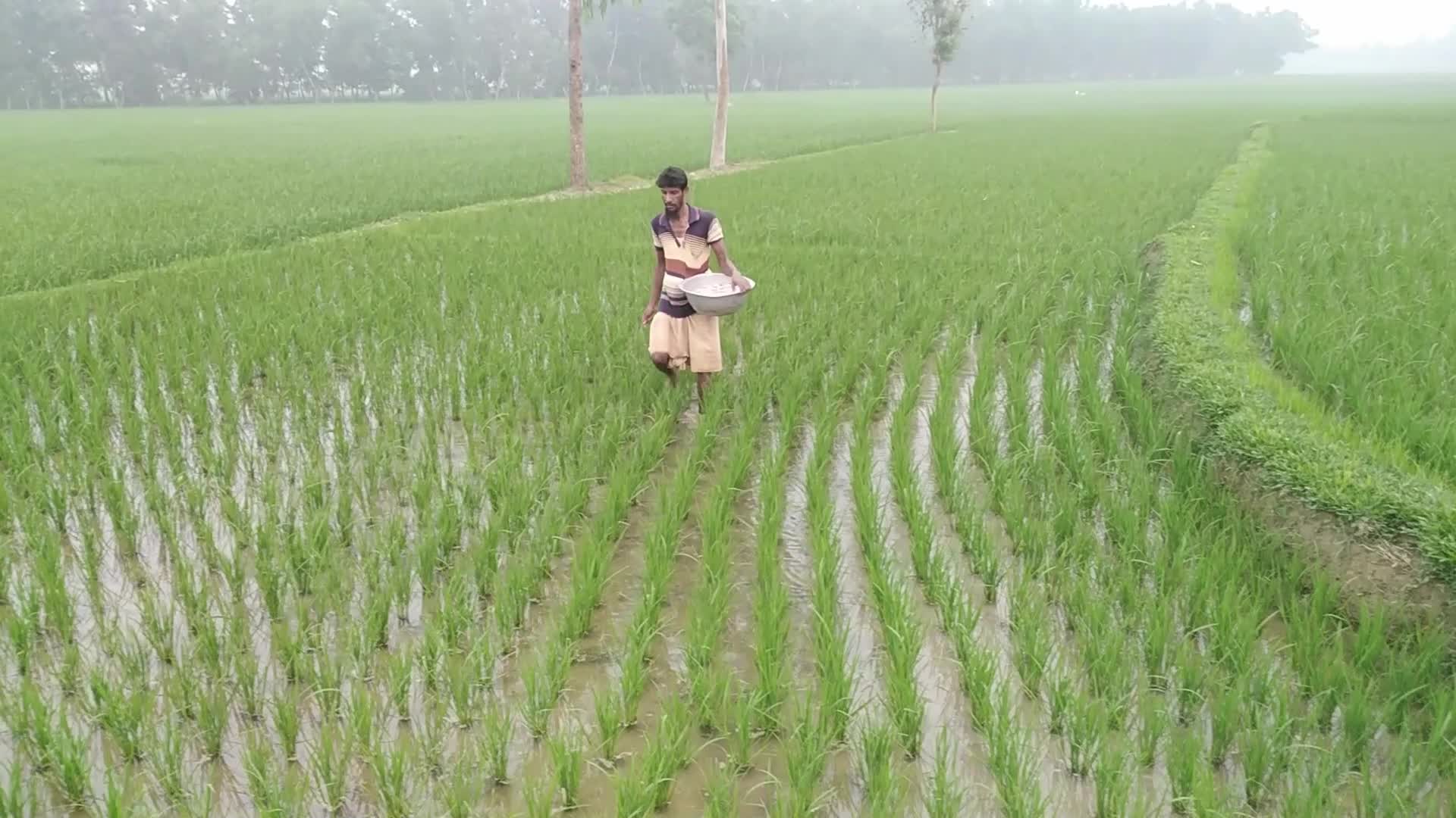 Agriculture in Rural Bangladesh