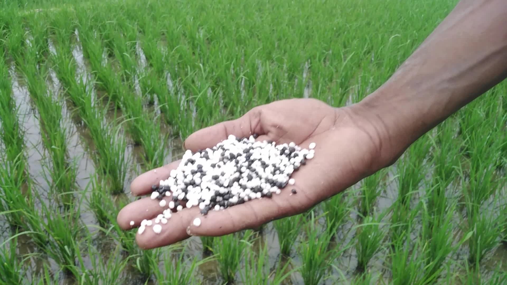 Agriculture in Rural Bangladesh