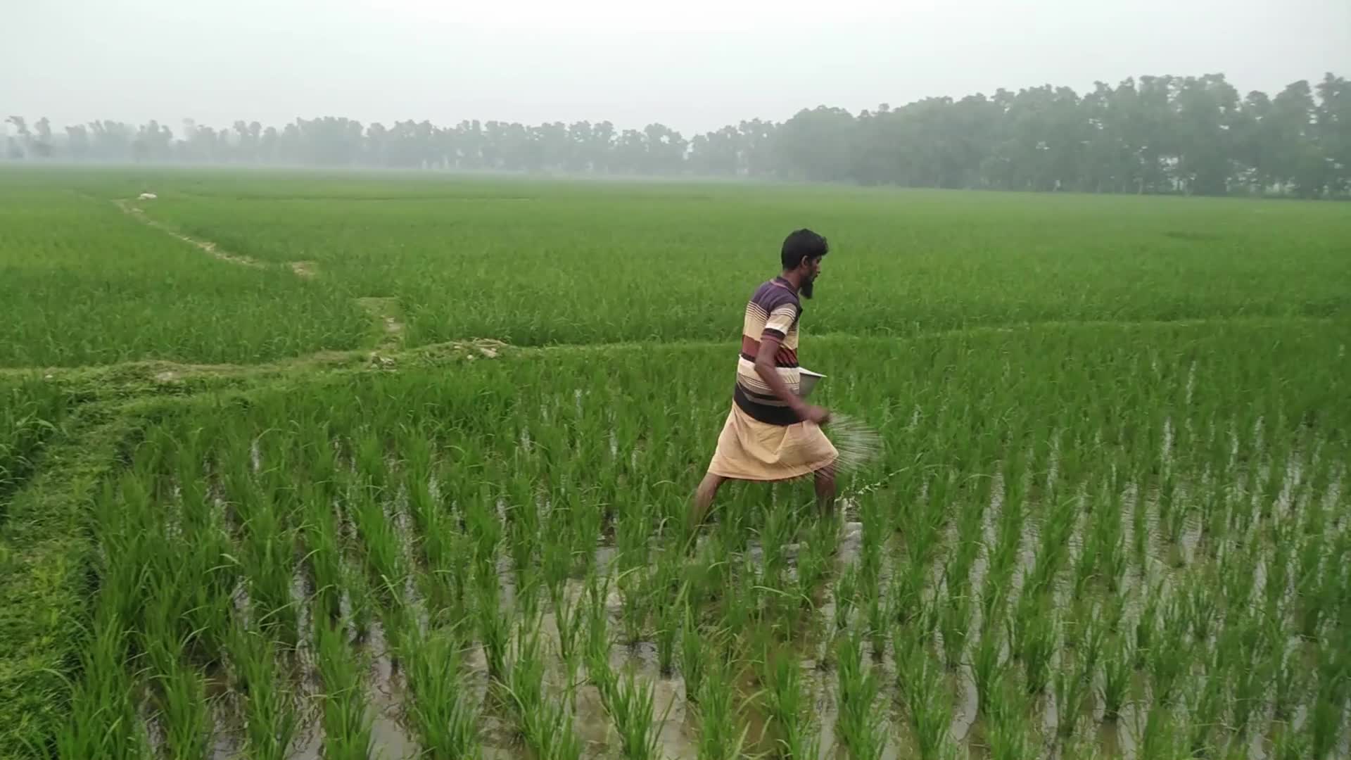 Agriculture in Rural Bangladesh