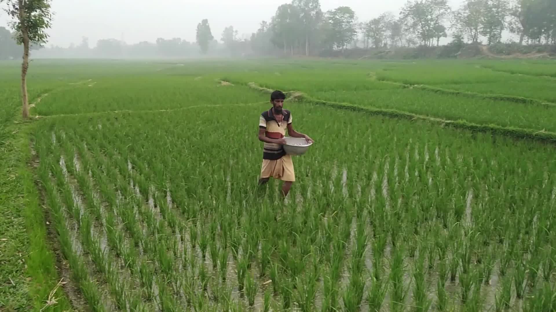 Agriculture in Rural Bangladesh