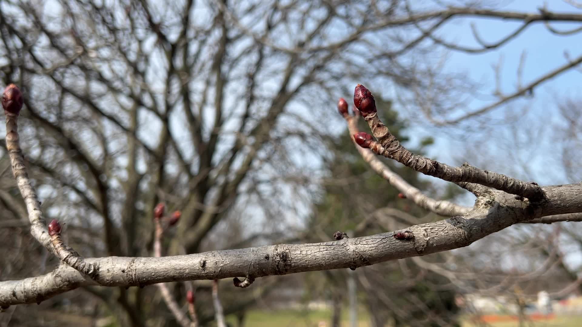 Spring Season In Toronto, Canada