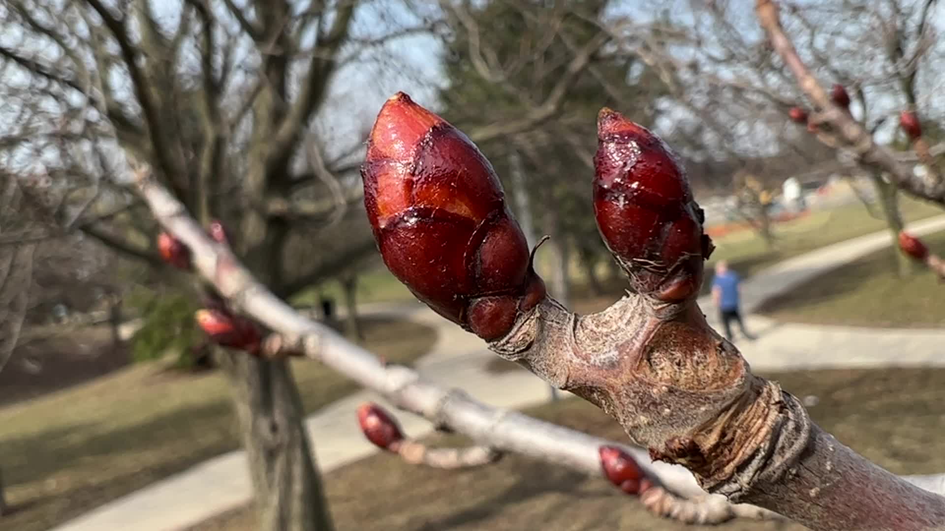 Spring Season In Toronto, Canada