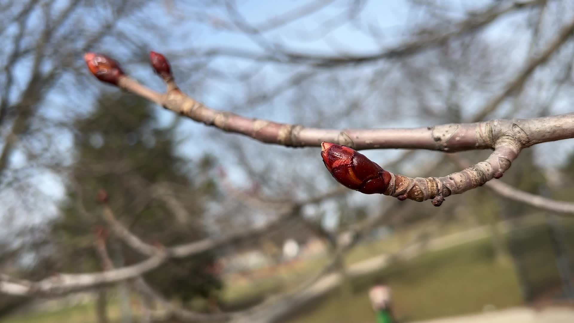 Spring Season In Toronto, Canada