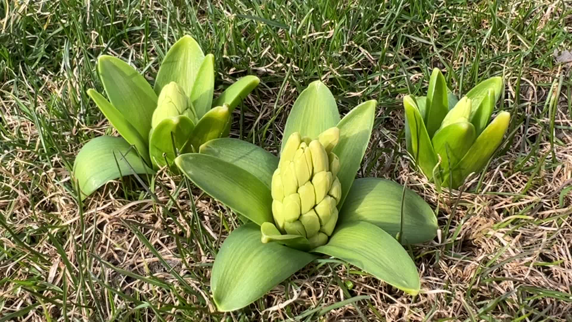 Spring Season In Toronto, Canada