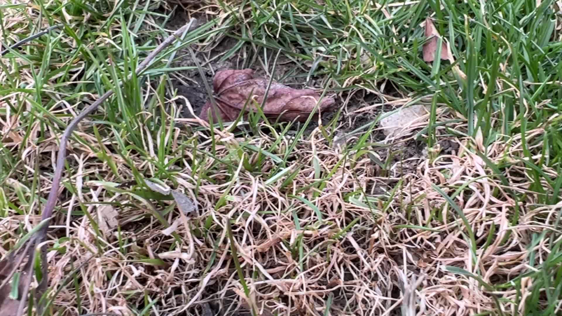 Spring Season In Toronto, Canada