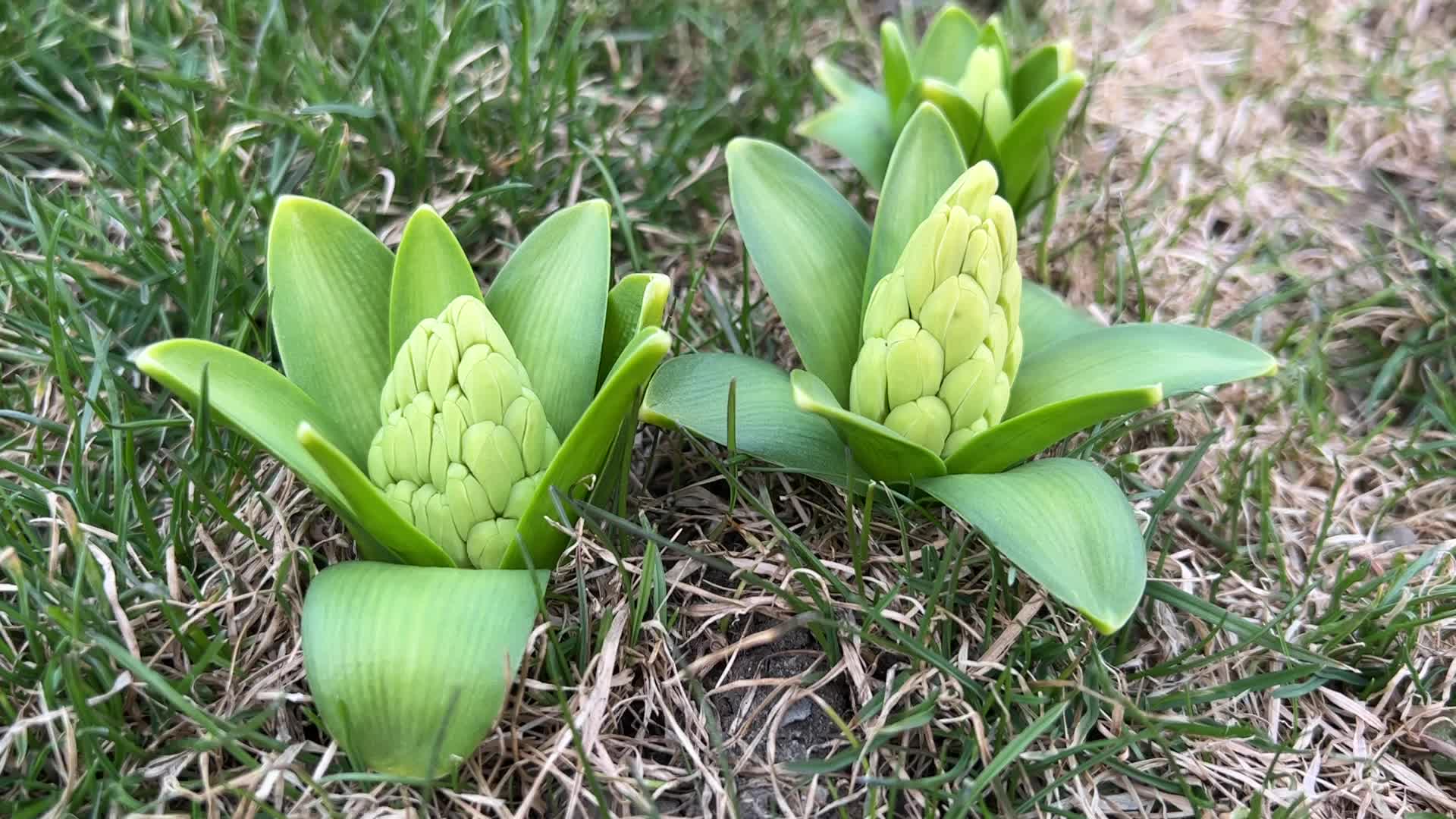 Spring Season In Toronto, Canada