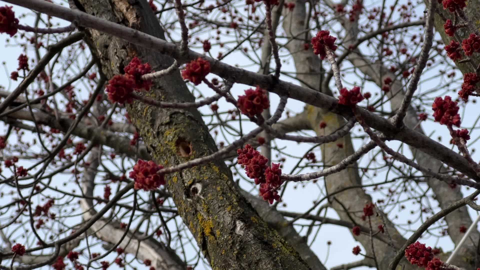 Spring Season In Toronto, Canada
