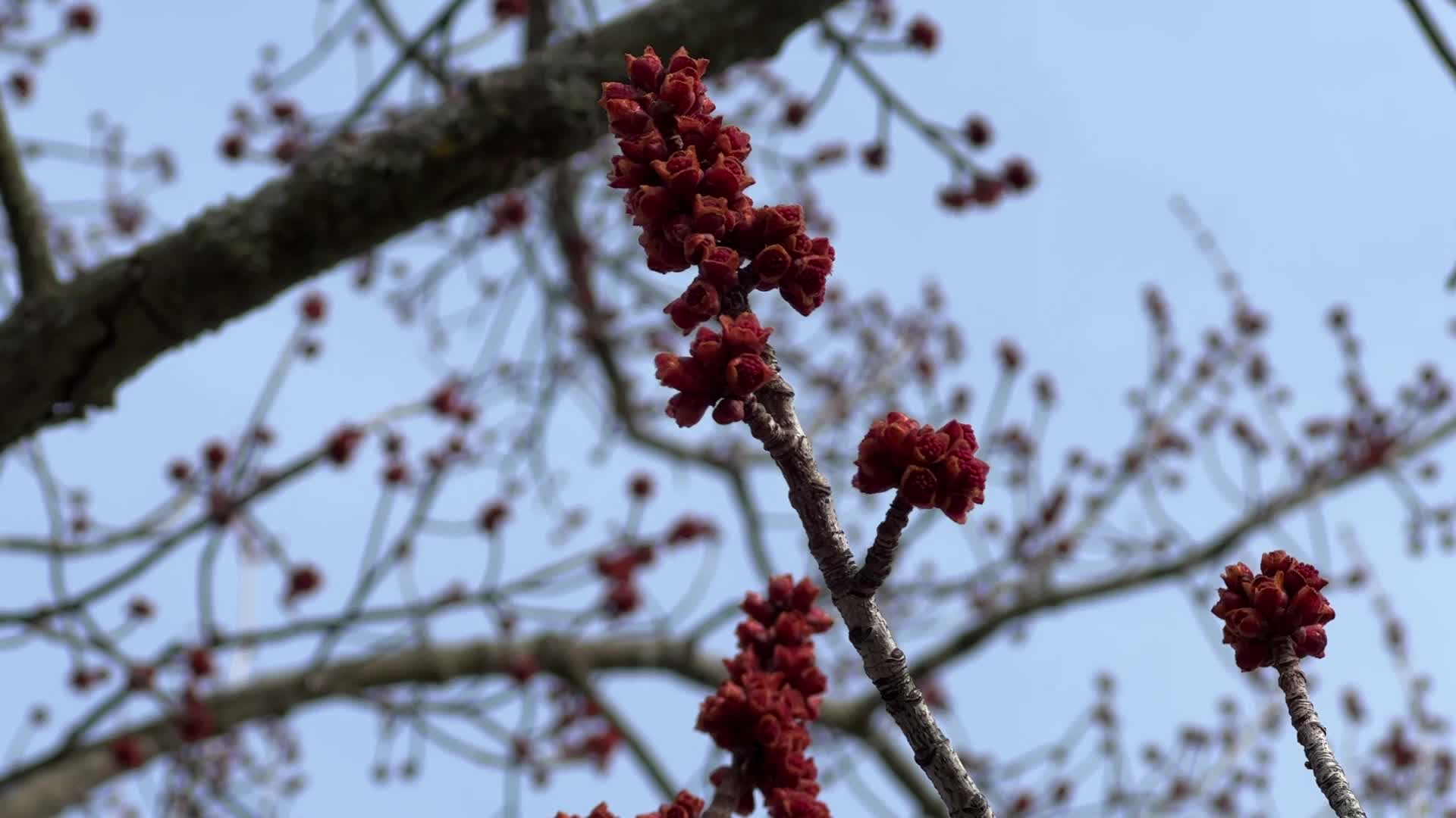 Spring Season In Toronto, Canada