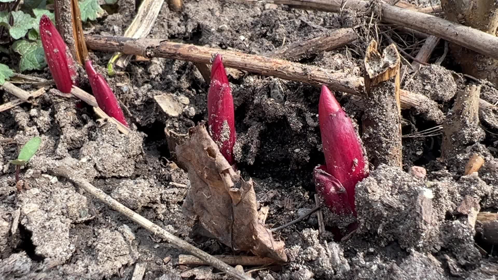 Spring Season In Toronto, Canada