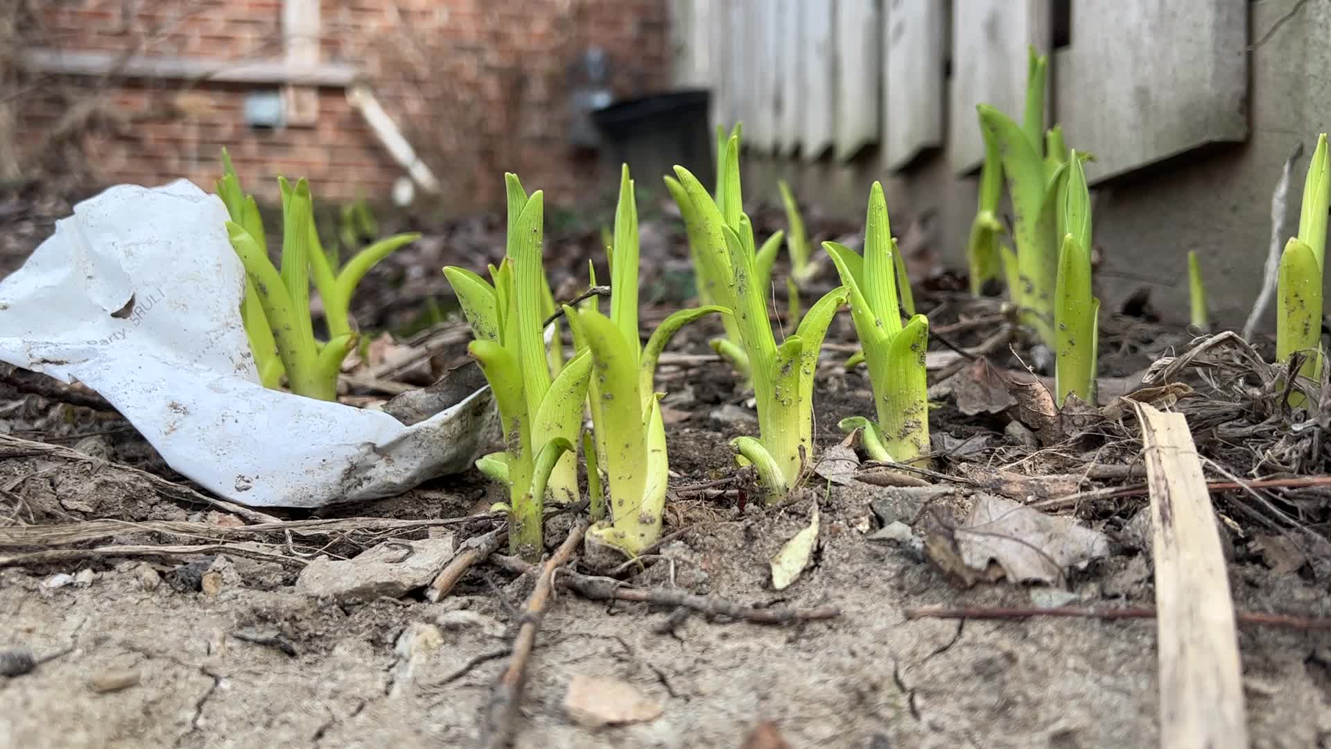Spring Season In Toronto, Canada