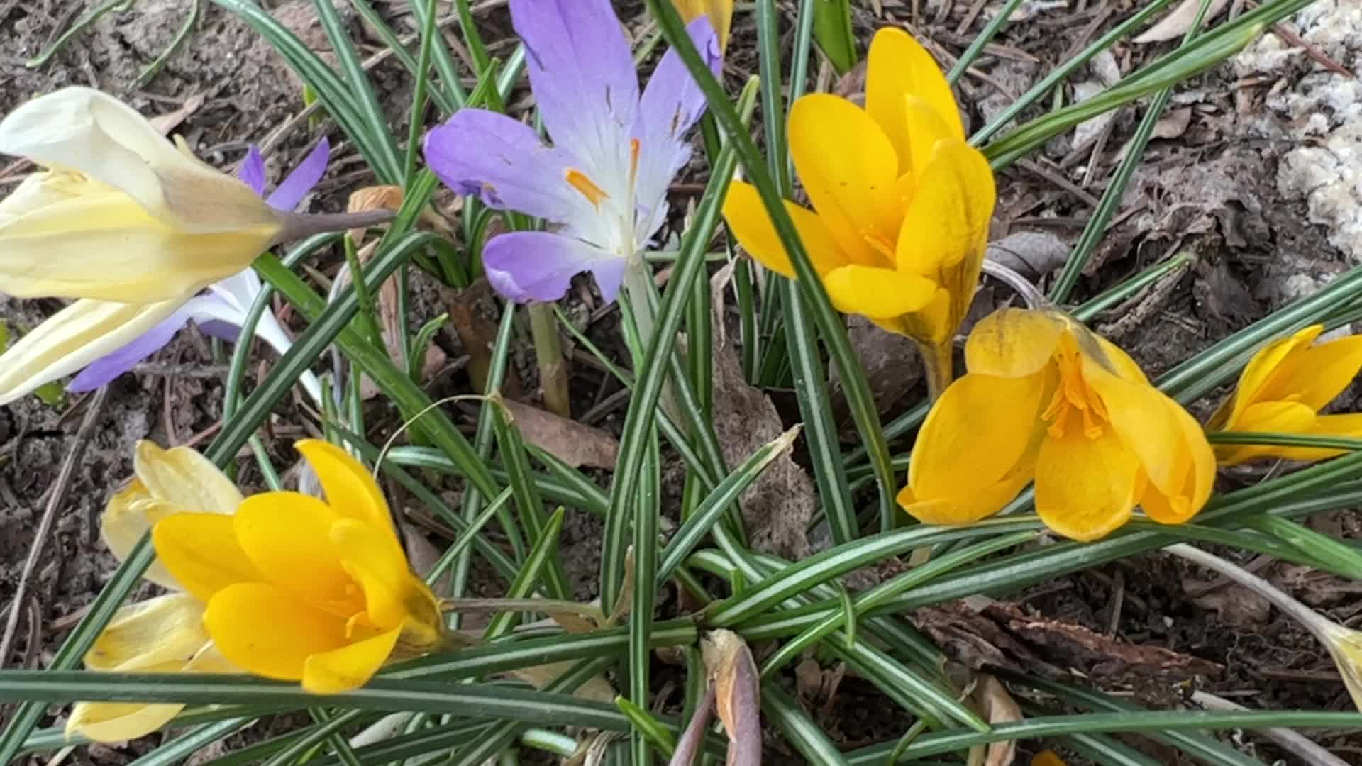 Spring Season In Toronto, Canada