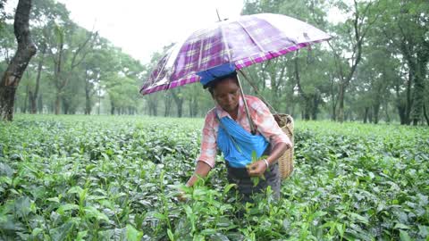 Woman plucks tea leaves during rain