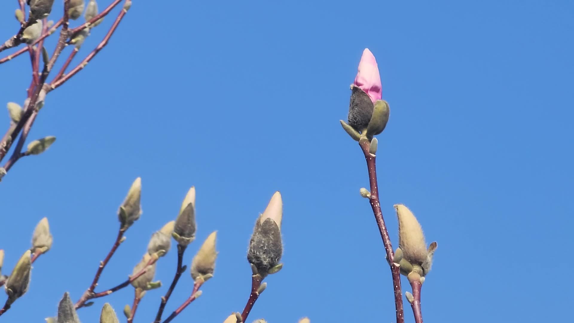 Spring season in Toronto, Canada