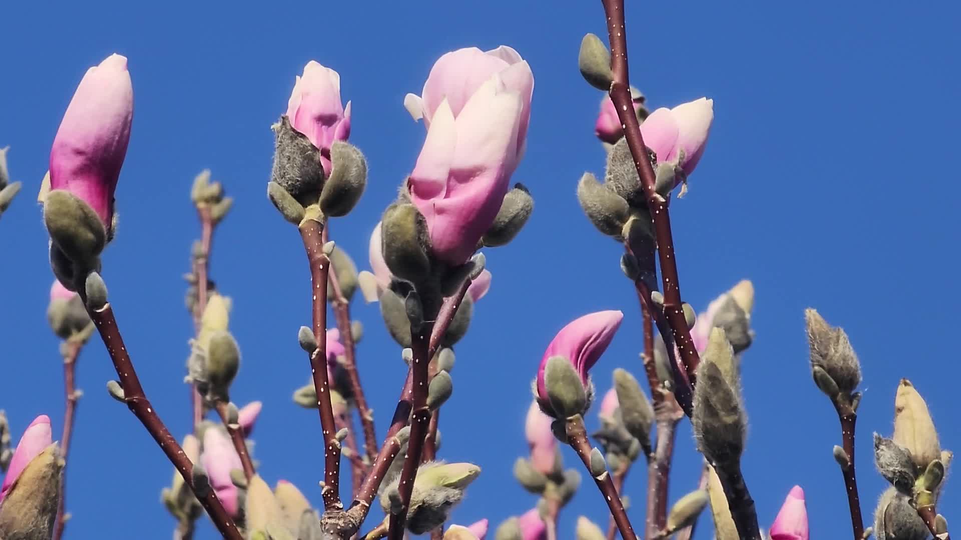 Spring season in Toronto, Canada