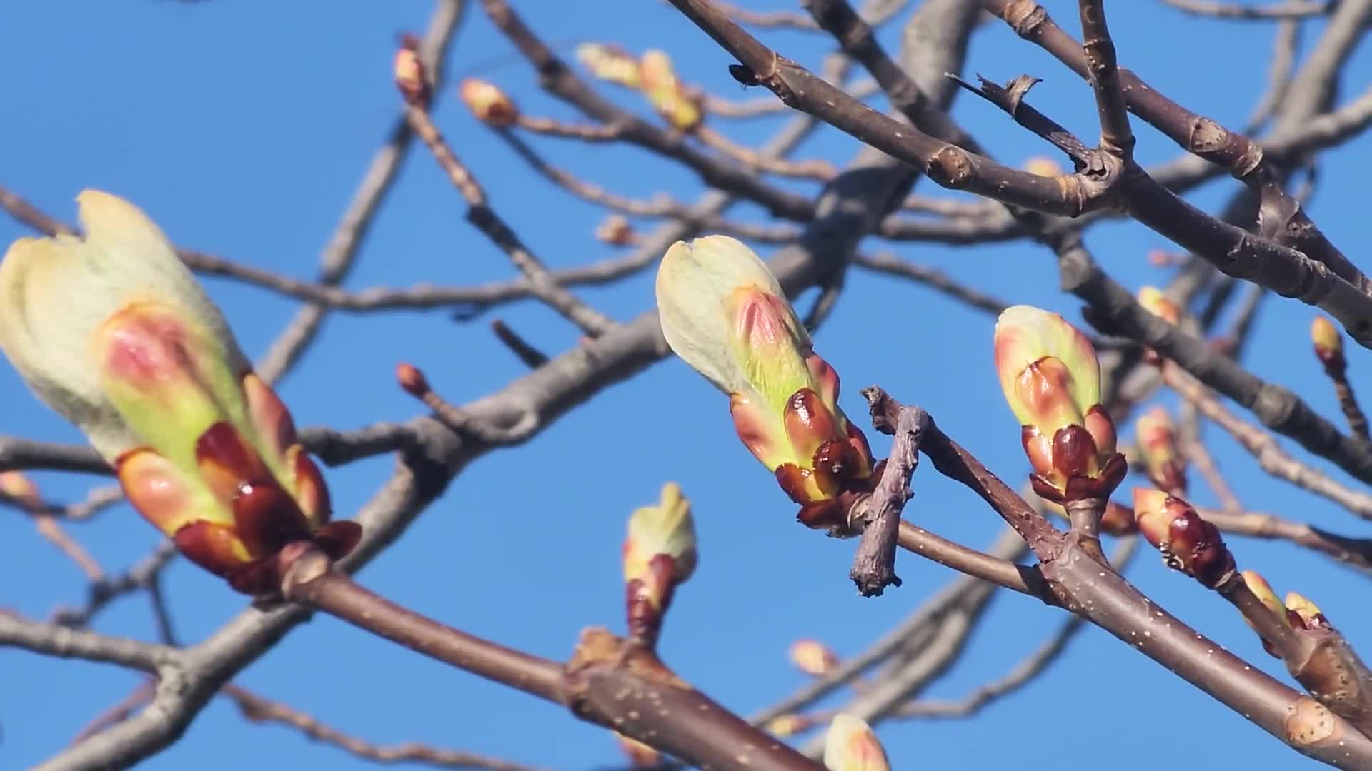Spring season in Toronto, Canada