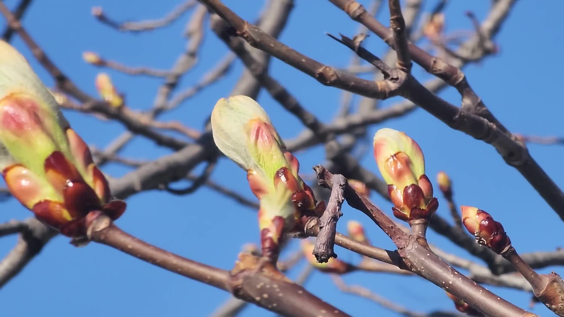 Spring season in Toronto, Canada