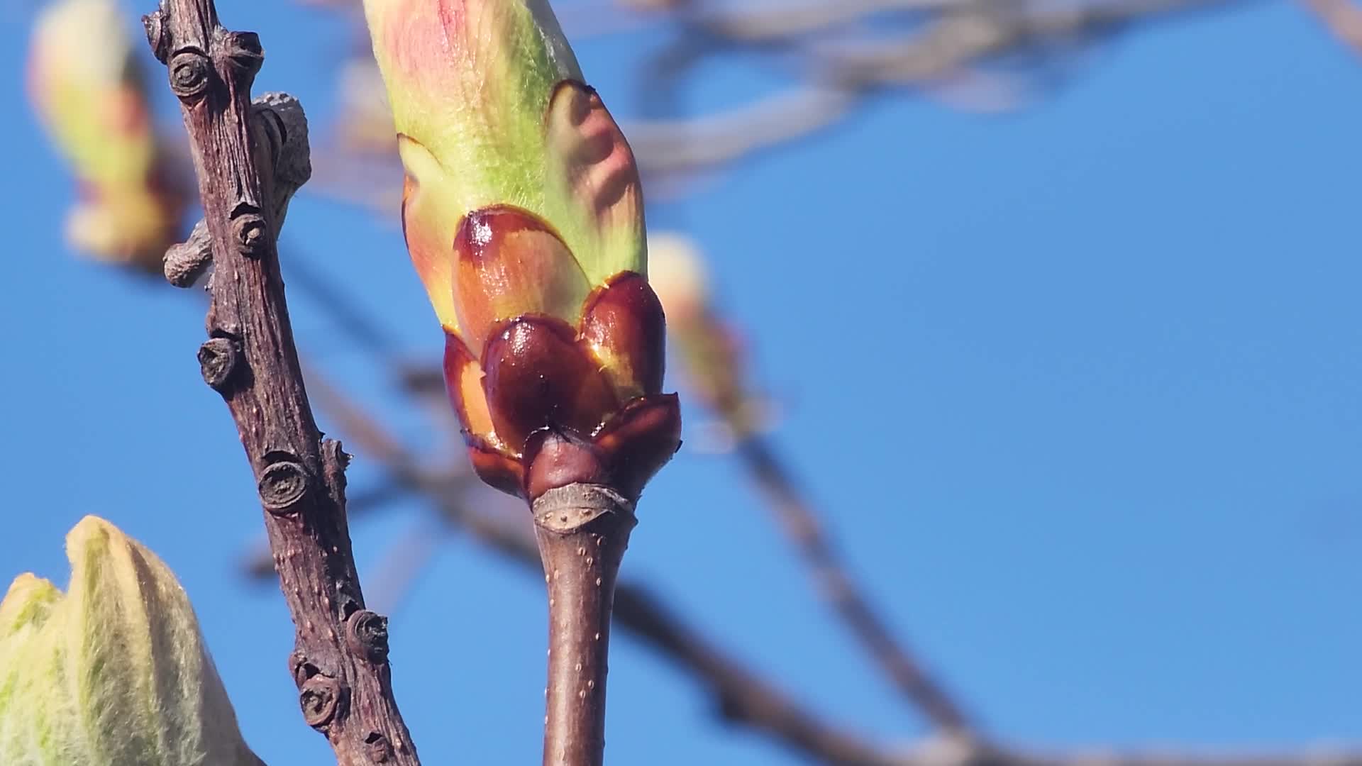 Spring season in Toronto, Canada