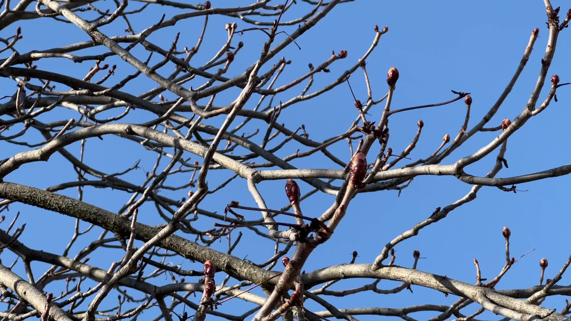 Spring season in Toronto, Canada