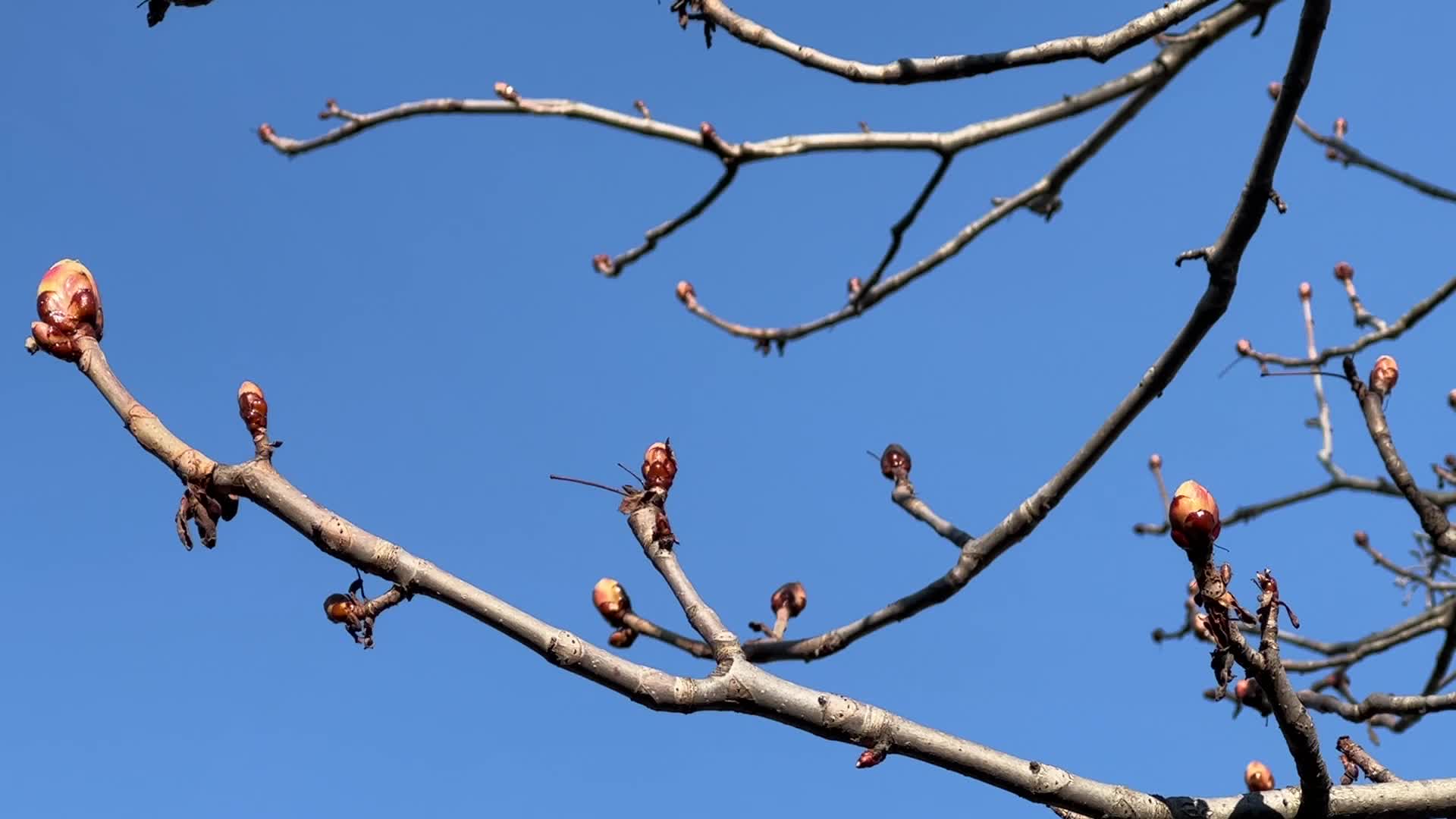 Spring season in Toronto, Canada