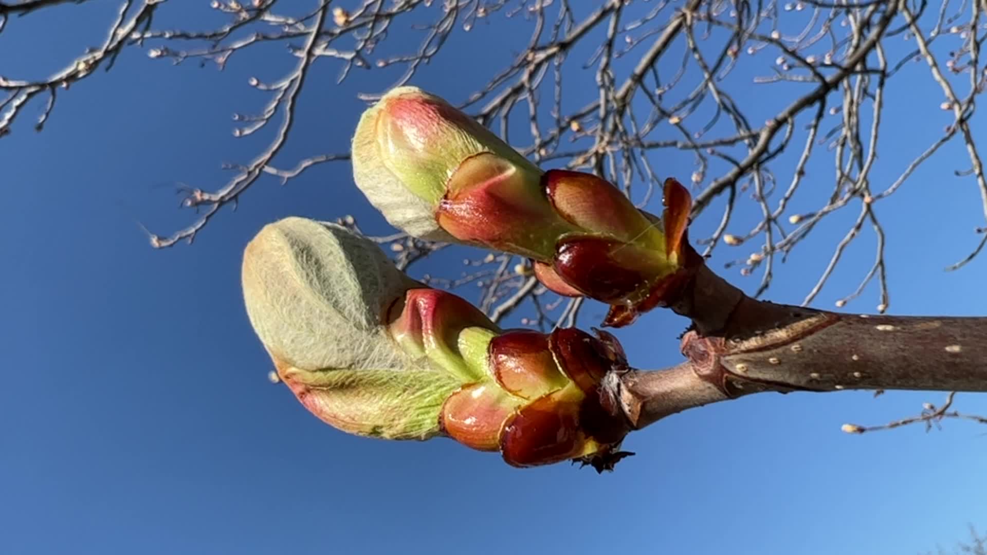 Spring season in Toronto, Canada