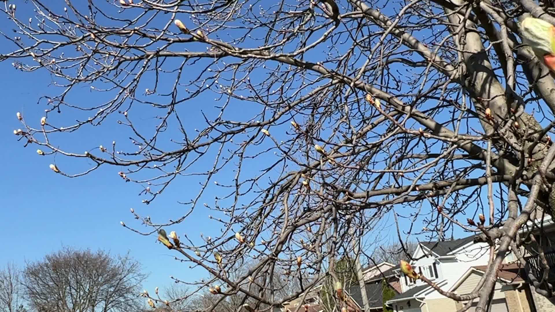 Spring season in Toronto, Canada