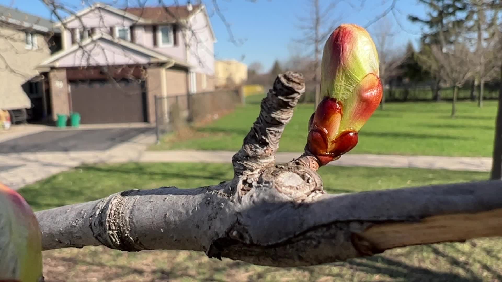 Spring season in Toronto, Canada