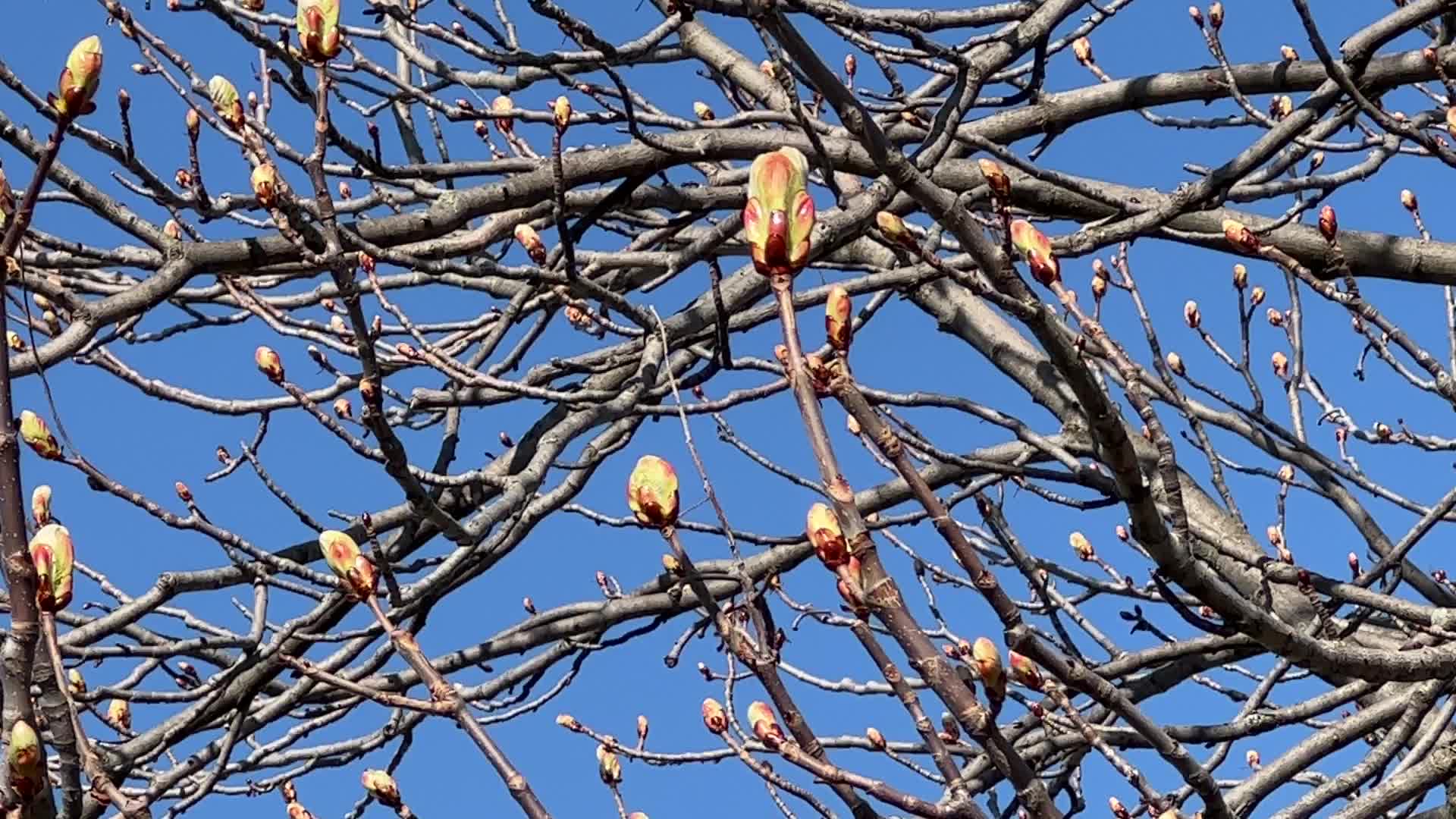 Spring season in Toronto, Canada