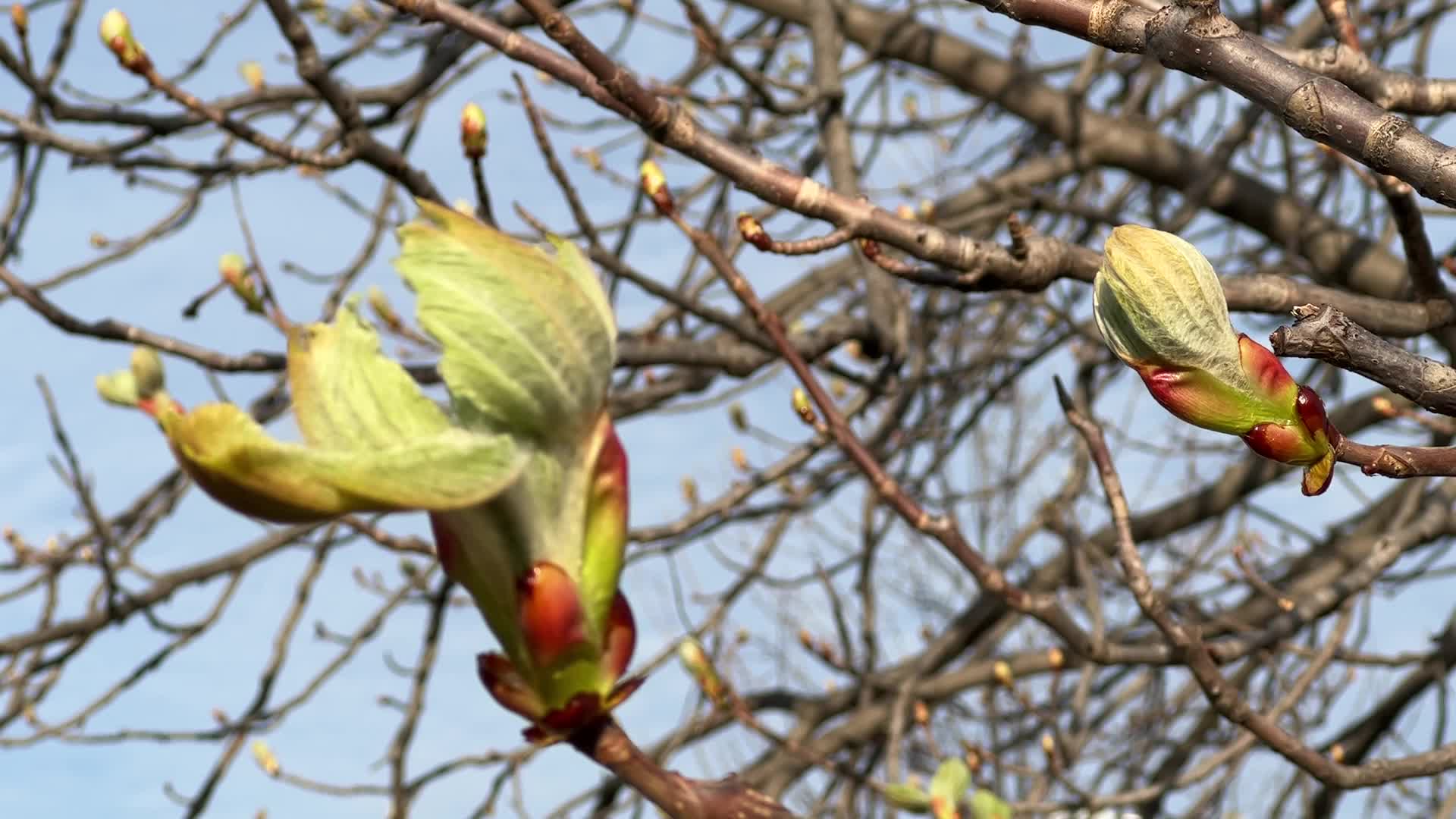 Spring season in Toronto, Canada